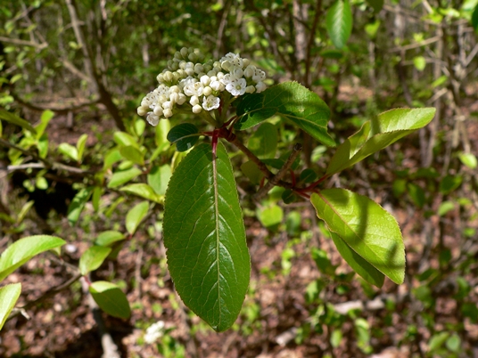 {Viburnum rufidulum}